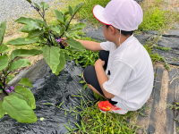 2年1組_せいかつ_船田　みどり_やさい_1