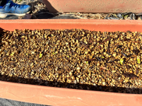 2年1組_おんがく_船田　みどり_職員会文書など_2